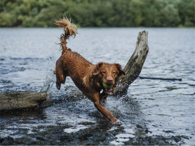 på hunden: Der kan være blågrønne alger vandet, sommervarmen rammer! – KATTEGAT.NU